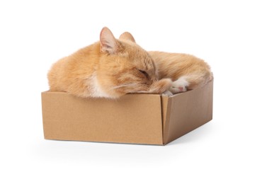Photo of Cute orange cat in cardboard box on white background
