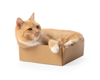 Photo of Cute orange cat in cardboard box on white background