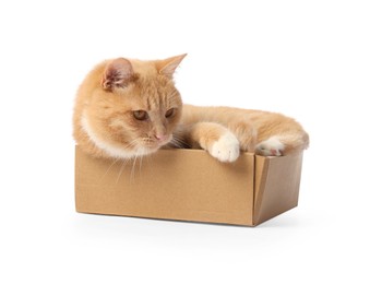 Photo of Cute orange cat in cardboard box on white background