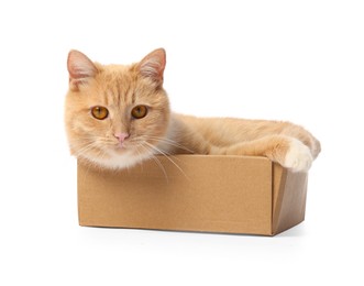 Photo of Cute orange cat in cardboard box on white background