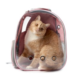 Photo of Cute cat in backpack carrier on white background