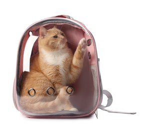 Photo of Cute cat in backpack carrier on white background