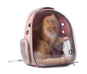 Photo of Cute cat in backpack carrier on white background