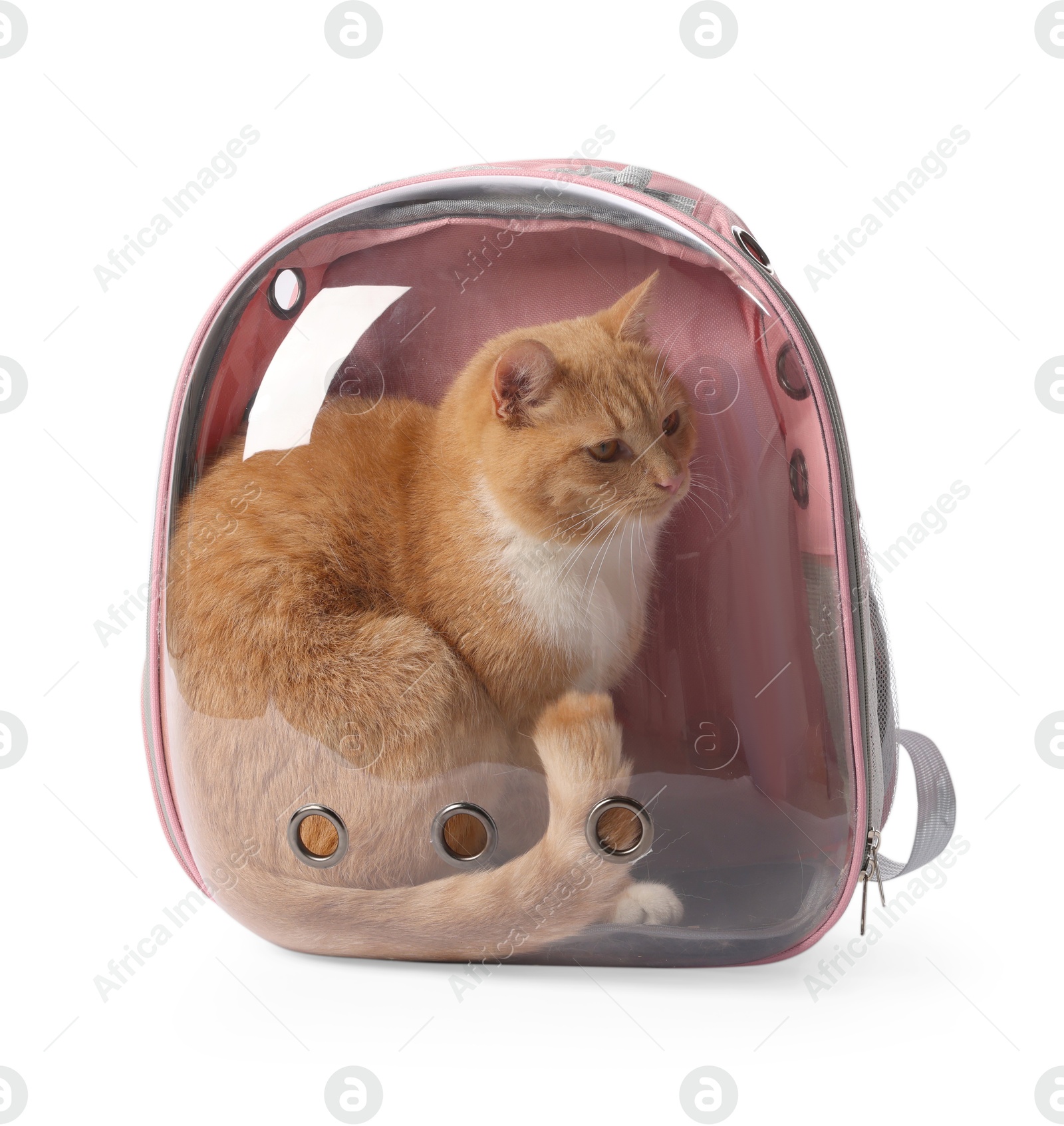 Photo of Cute cat in backpack carrier on white background