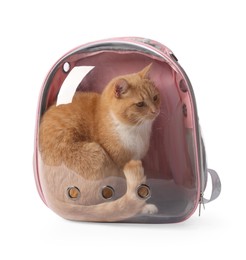 Photo of Cute cat in backpack carrier on white background