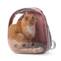 Photo of Cute cat in backpack carrier on white background