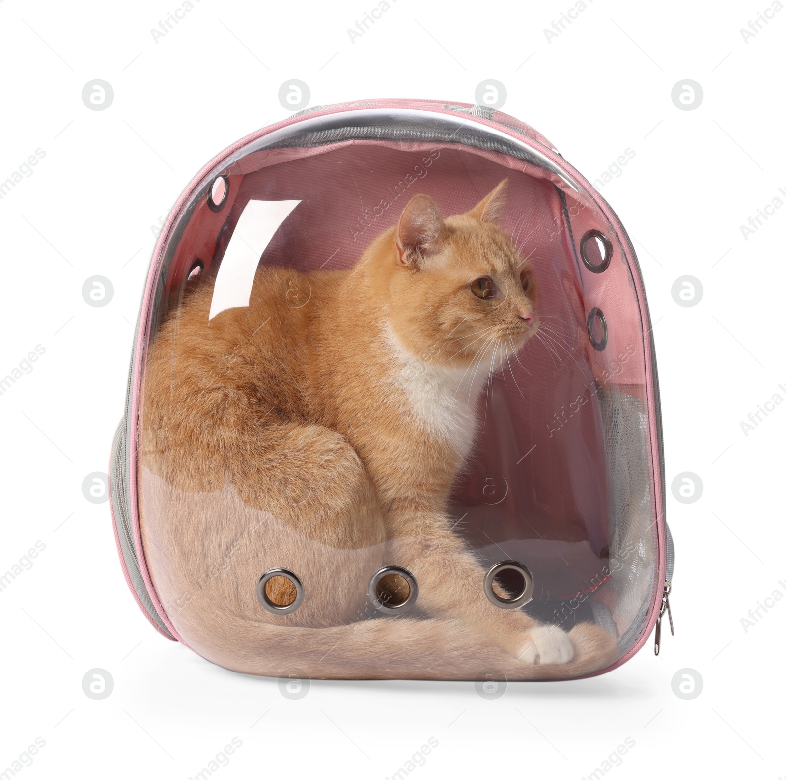 Cute cat in backpack carrier on white background Photo of Cute cat in backpack carrier on white background