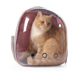 Photo of Cute cat in backpack carrier on white background