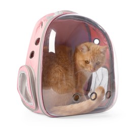 Photo of Cute cat in backpack carrier on white background