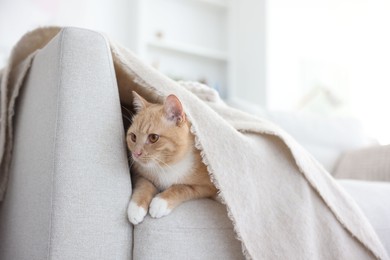 Photo of Cute orange cat hiding under blanket on sofa at home