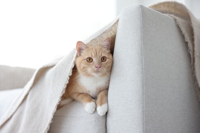 Photo of Cute orange cat hiding under blanket on sofa at home