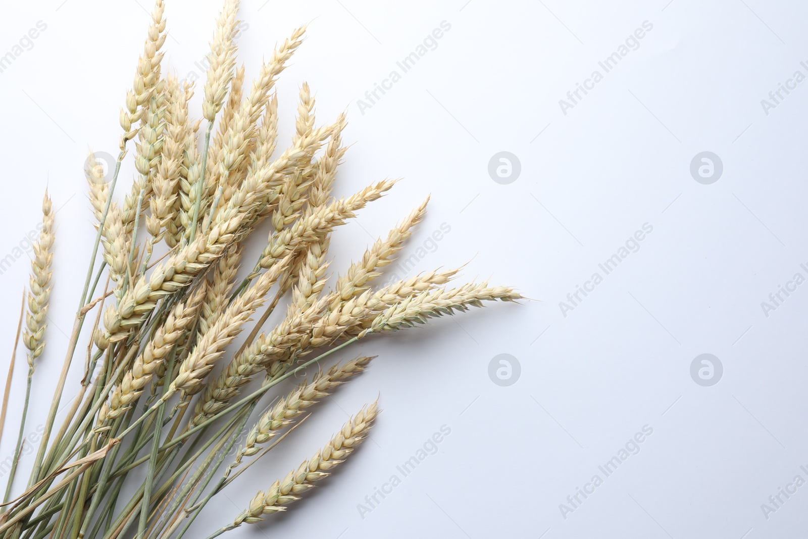 Photo of Many wheat spikes on white background, flat lay. Space for text