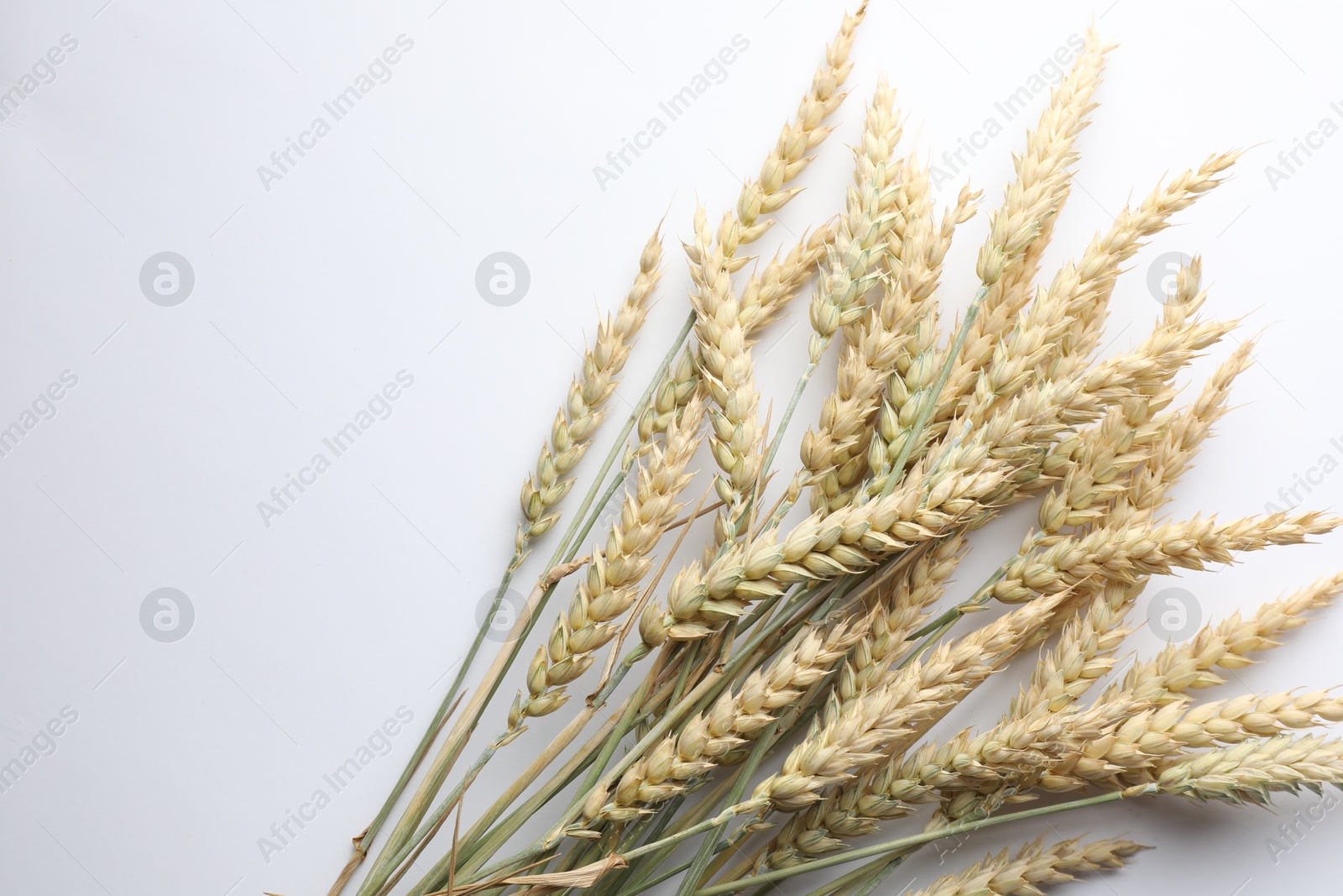 Photo of Many wheat spikes on white background, flat lay. Space for text