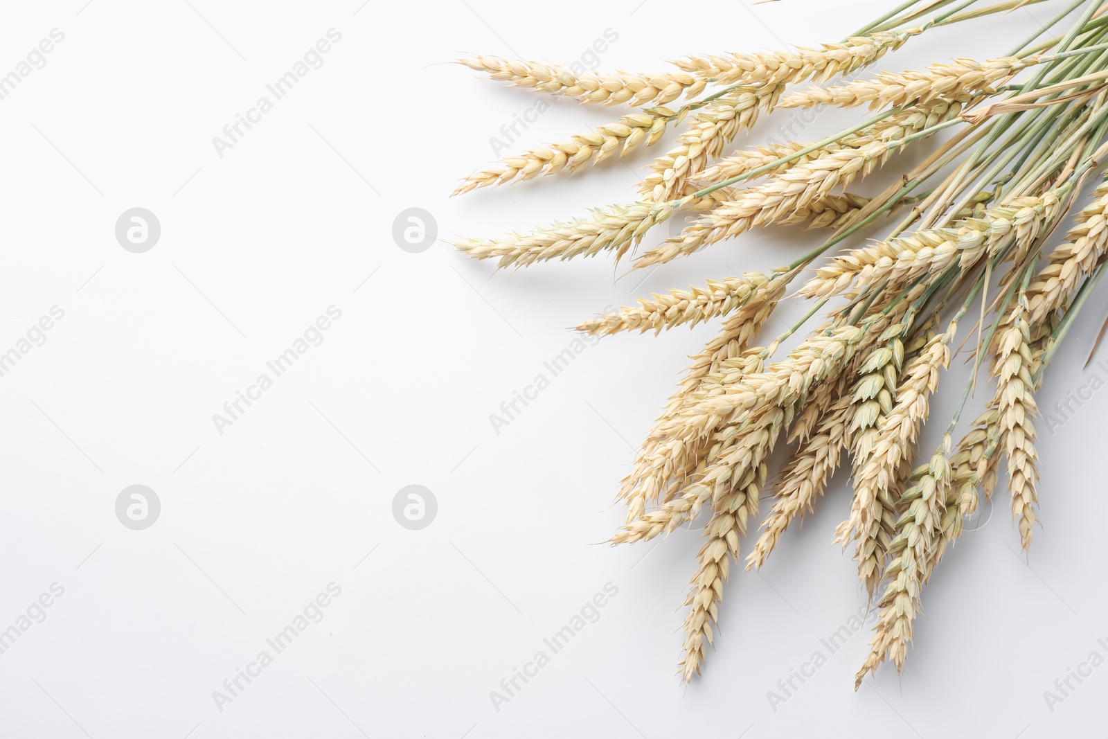 Many wheat spikes on white background, flat lay. Space for text Photo of Many wheat spikes on white background, flat lay. Space for text