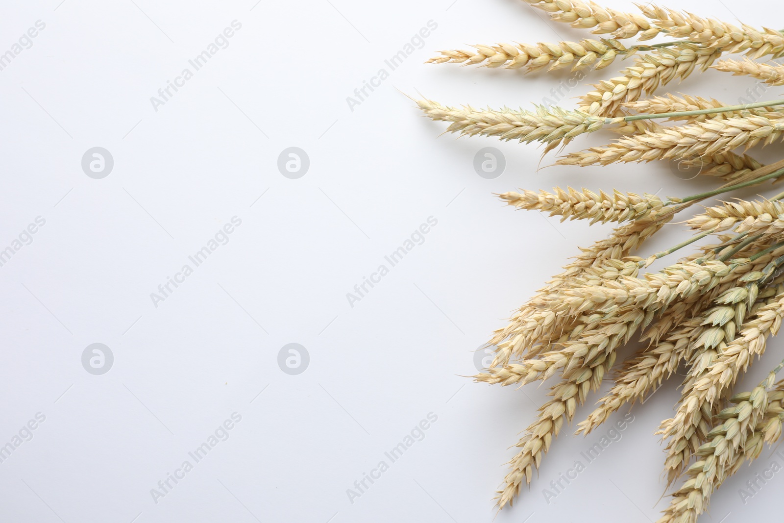 Photo of Many wheat spikes on white background, flat lay. Space for text