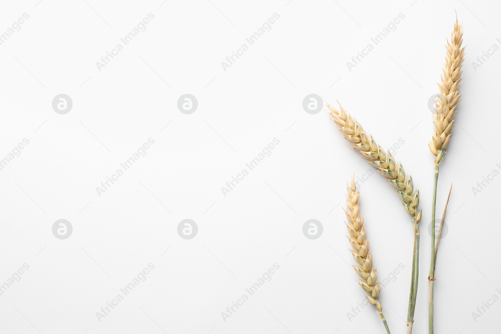 Photo of Wheat spikes on white background, flat lay. Space for text