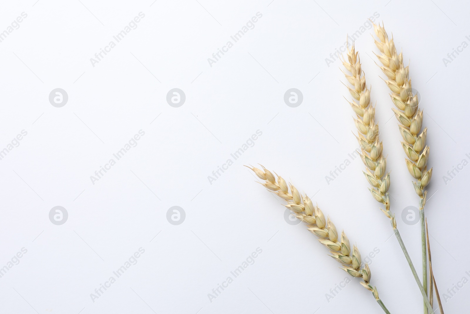 Photo of Wheat spikes on white background, flat lay. Space for text