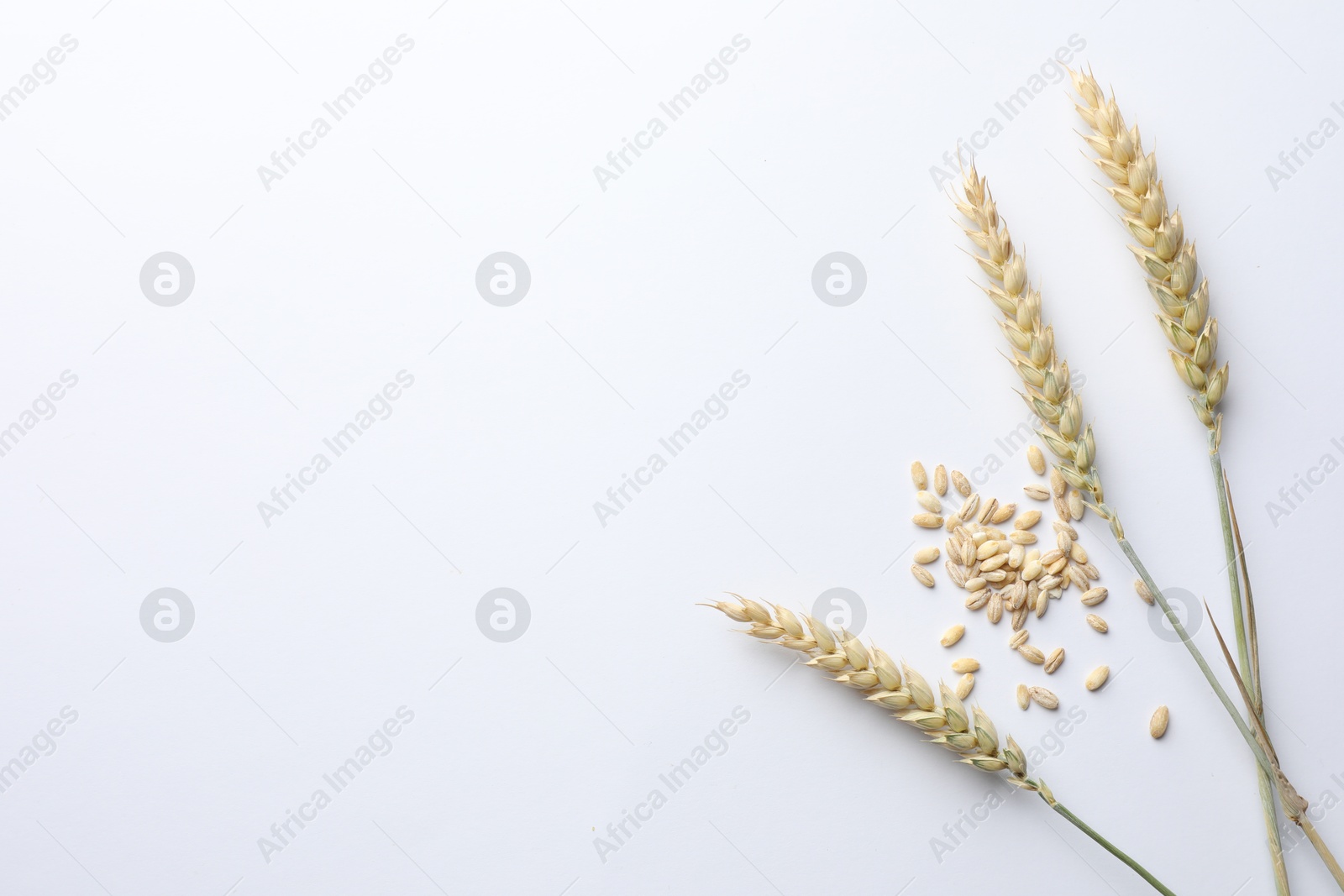 Photo of Wheat spikes and seeds on white background, flat lay. Space for text