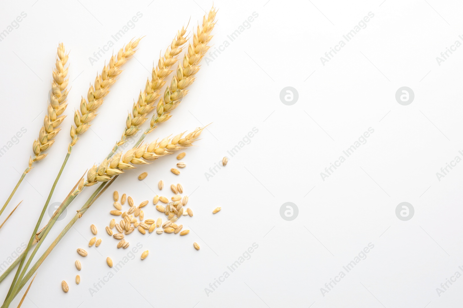 Photo of Wheat spikes and seeds on white background, flat lay. Space for text
