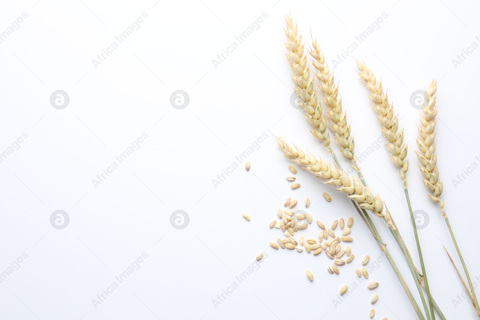Photo of Wheat spikes and seeds on white background, flat lay. Space for text