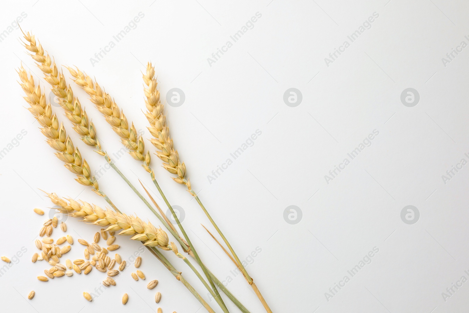 Photo of Wheat spikes and seeds on white background, flat lay. Space for text
