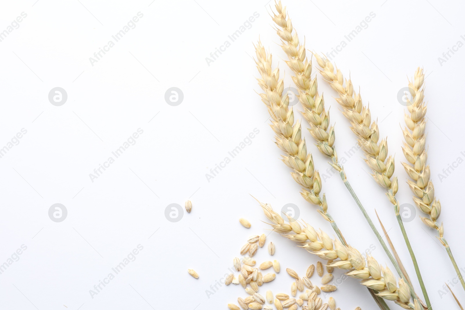 Photo of Wheat spikes and seeds on white background, flat lay. Space for text