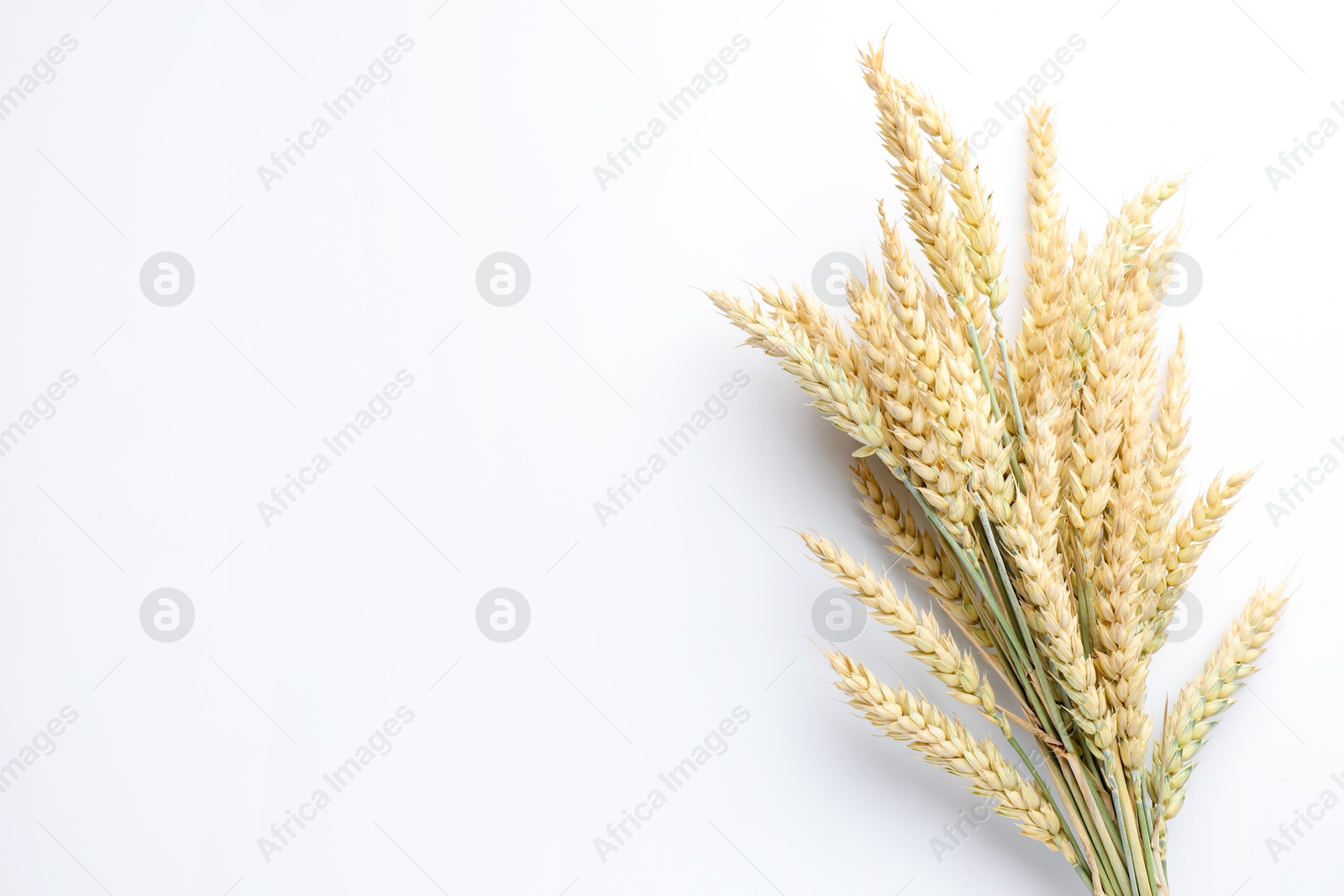 Photo of Wheat spikes on white background, top view. Space for text
