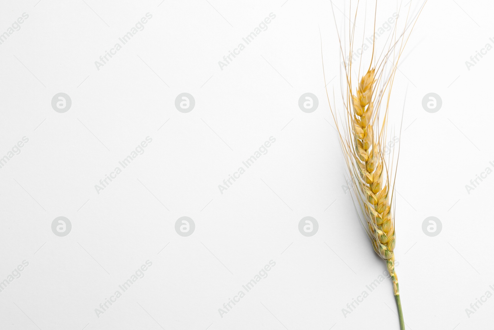 One wheat spike on white background, top view. Space for text Photo of One wheat spike on white background, top view. Space for text