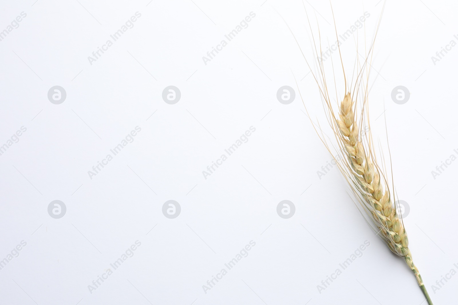 One wheat spike on white background, top view. Space for text Photo of One wheat spike on white background, top view. Space for text