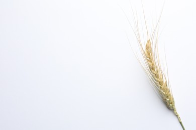 Photo of One wheat spike on white background, top view. Space for text