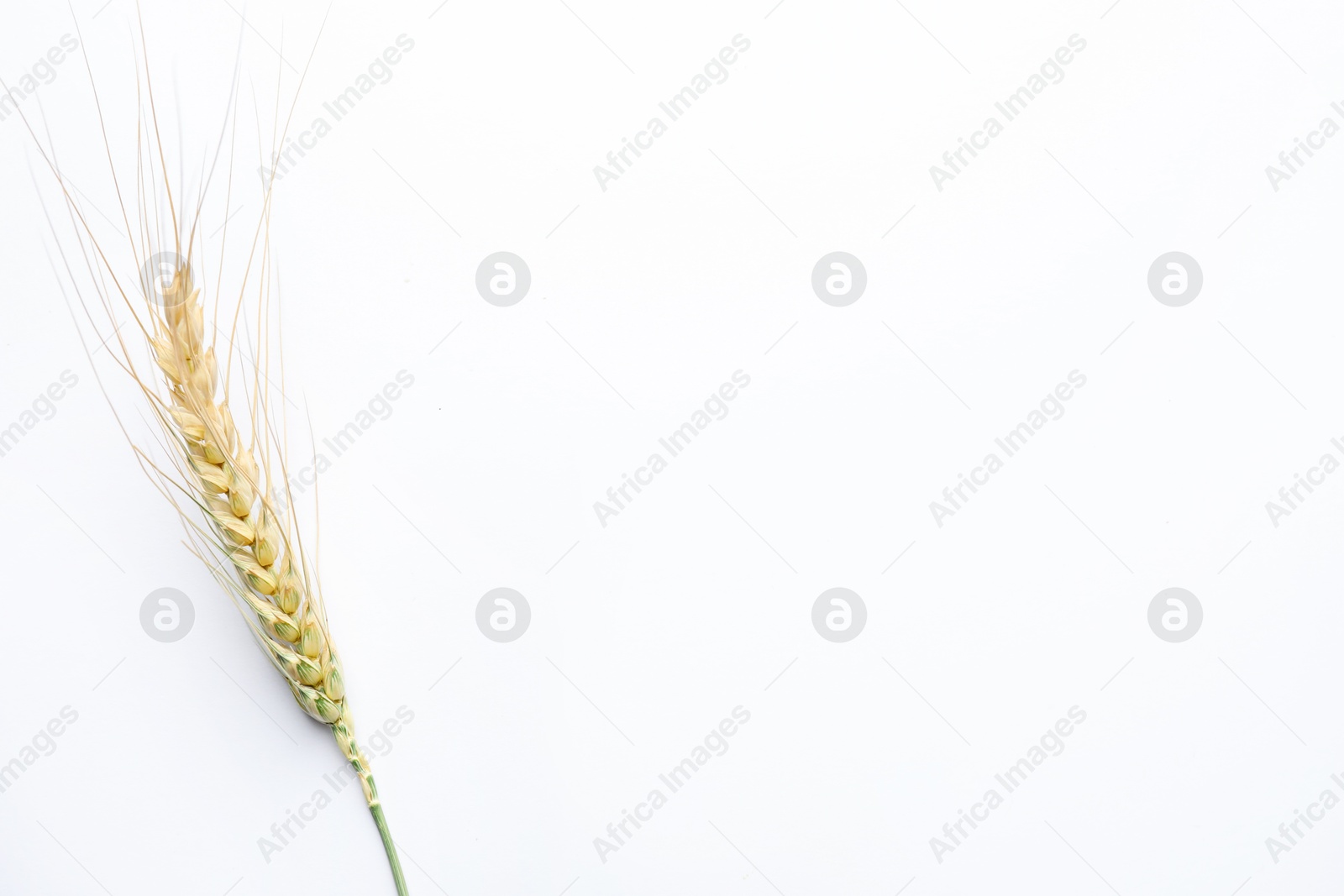 Photo of One wheat spike on white background, top view. Space for text