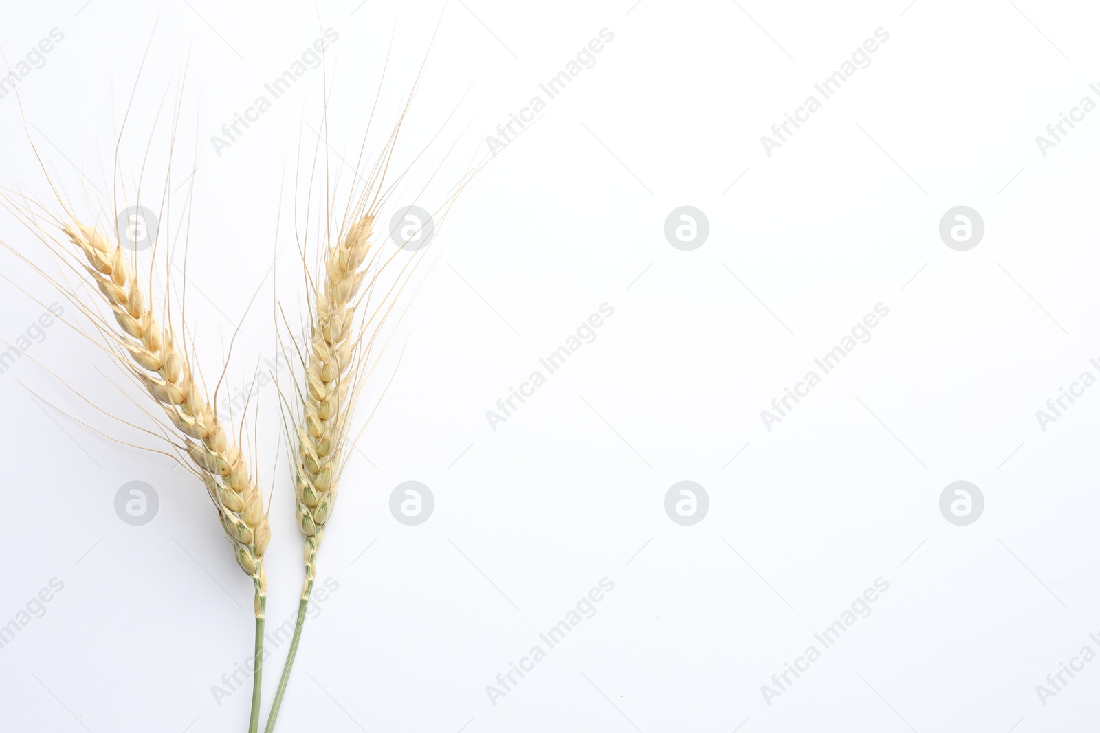 Wheat spikes on white background, flat lay. Space for text Photo of Wheat spikes on white background, flat lay. Space for text