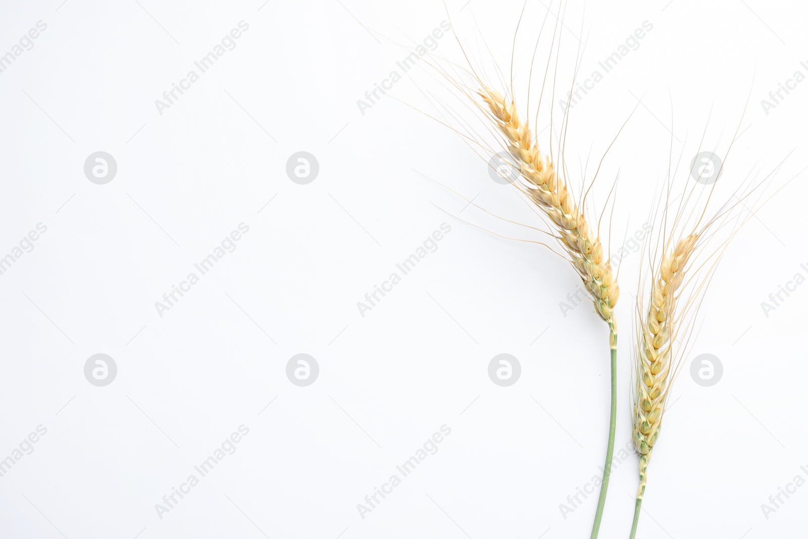 Photo of Wheat spikes on white background, flat lay. Space for text