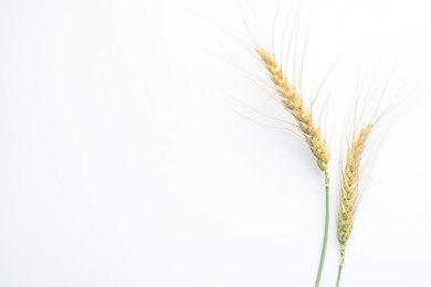 Photo of Wheat spikes on white background, flat lay. Space for text
