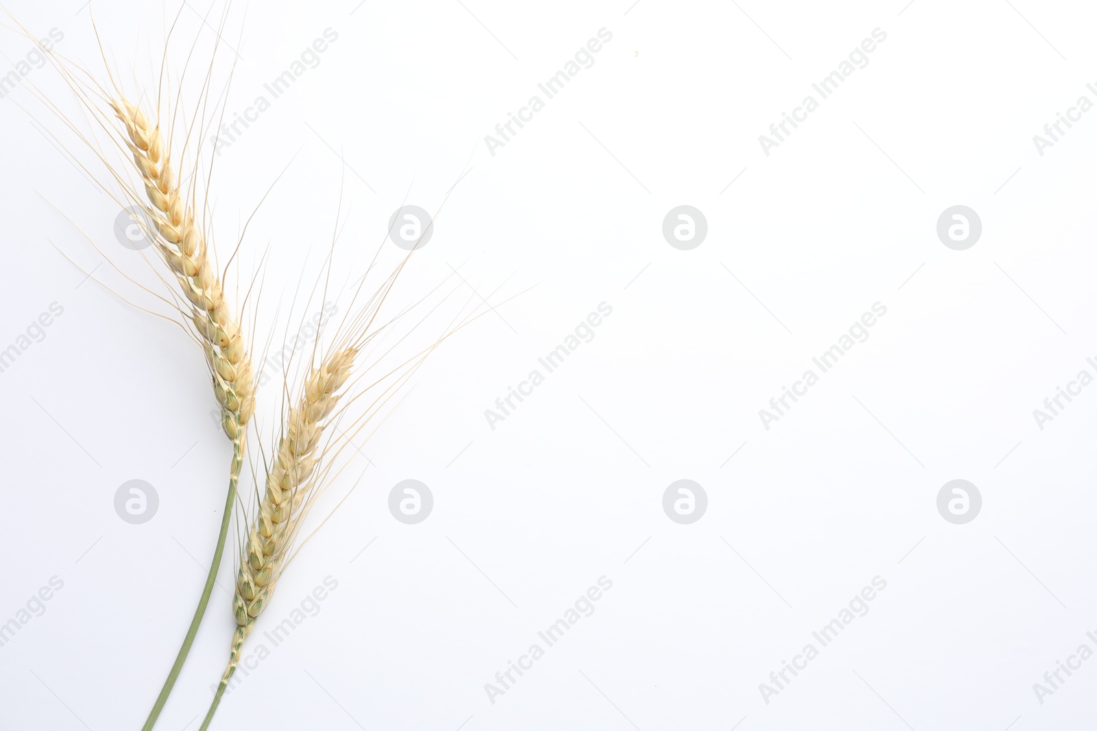 Photo of Wheat spikes on white background, flat lay. Space for text