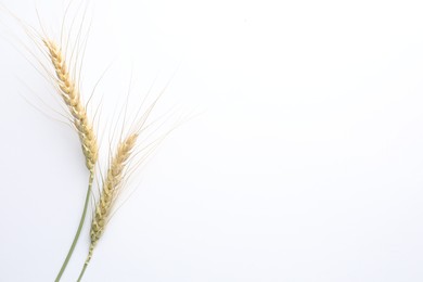 Photo of Wheat spikes on white background, flat lay. Space for text