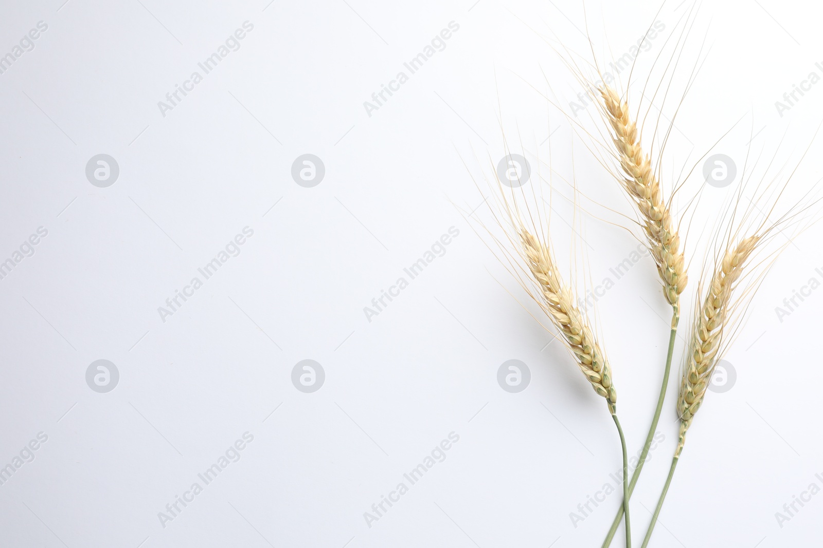 Photo of Wheat spikes on white background, flat lay. Space for text