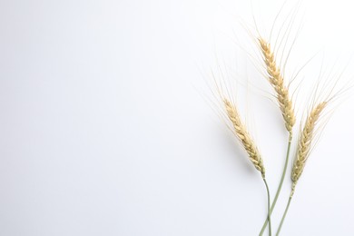Photo of Wheat spikes on white background, flat lay. Space for text