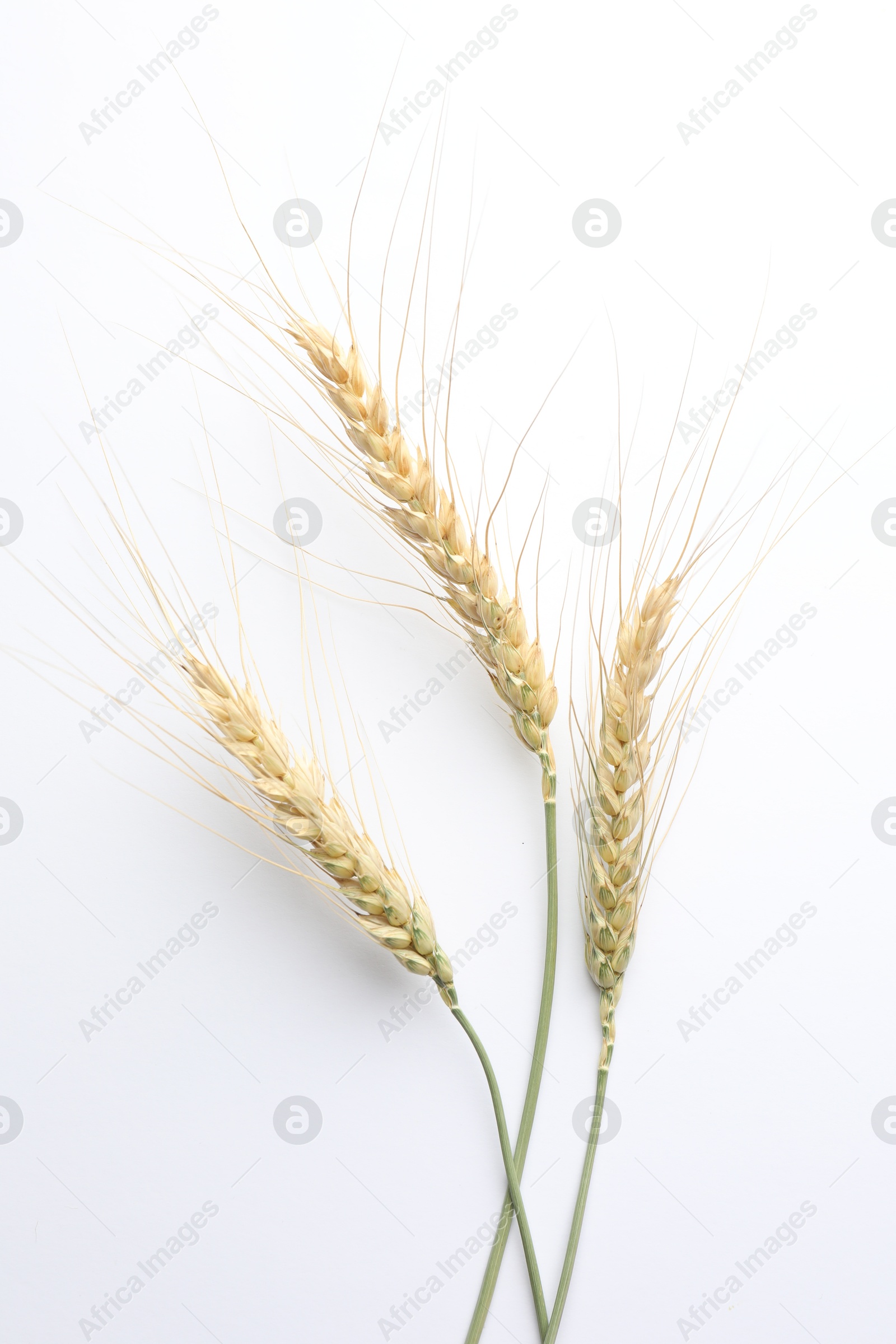 Wheat spikes on white background, flat lay Photo of Wheat spikes on white background, flat lay