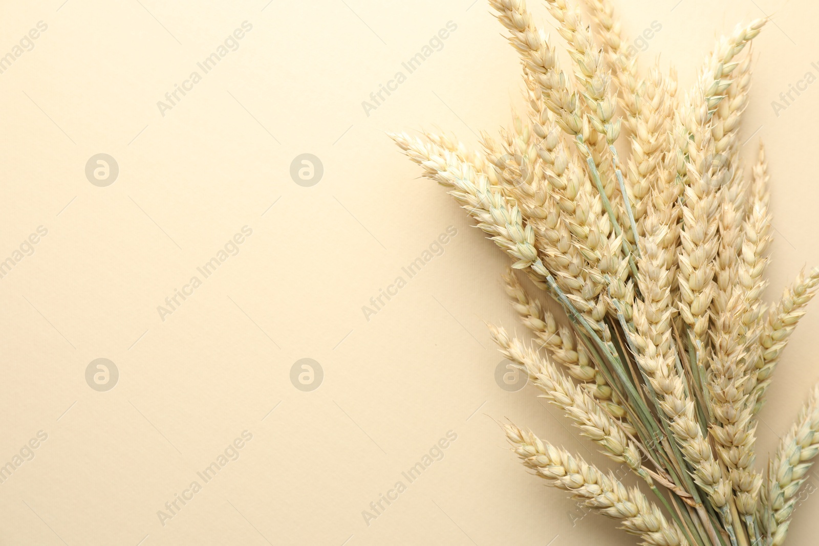 Photo of Wheat spikes on beige background, flat lay. Space for text