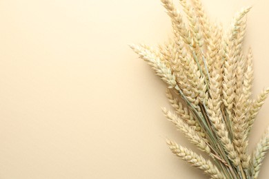 Photo of Wheat spikes on beige background, flat lay. Space for text