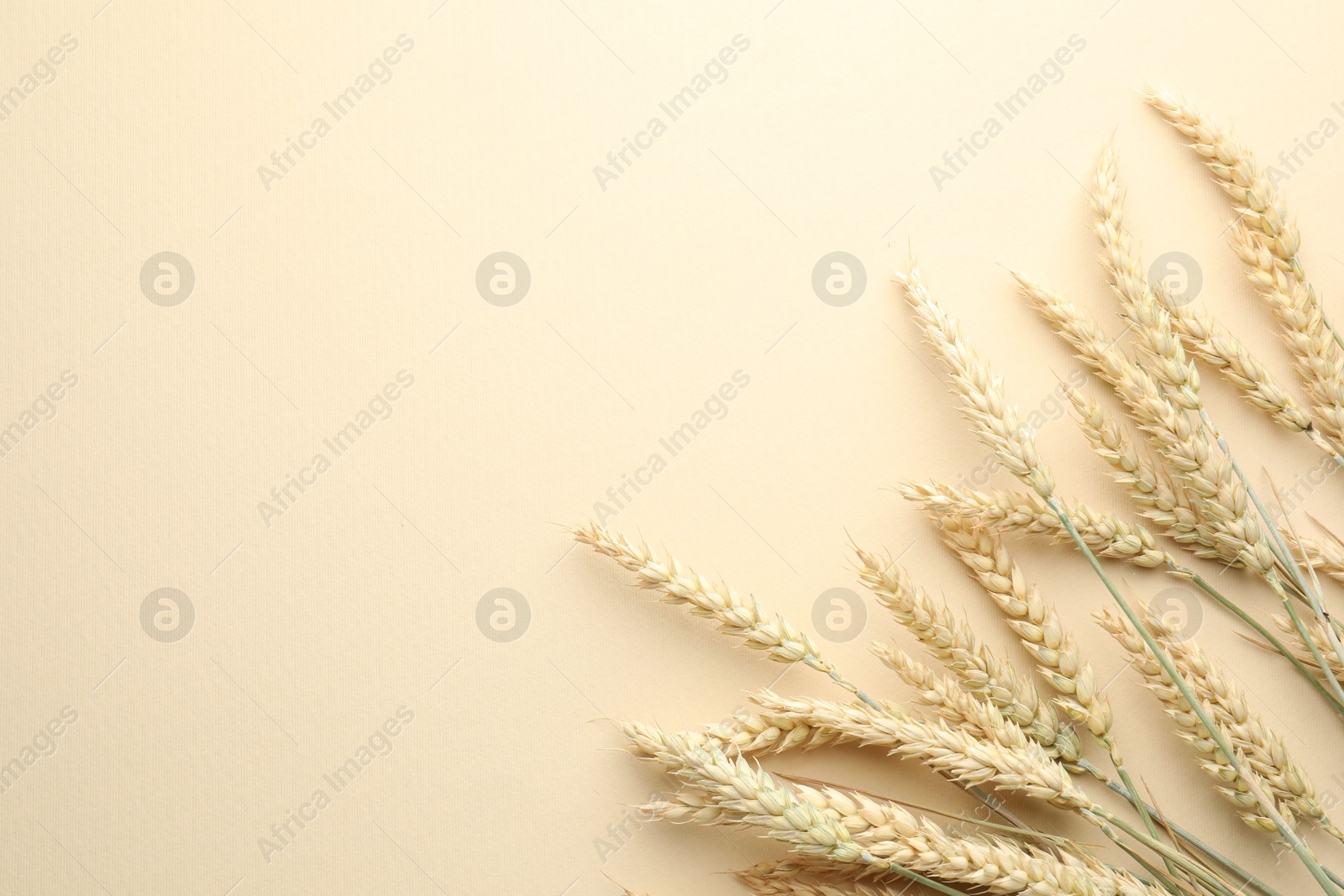 Photo of Many wheat spikes on beige background, flat lay. Space for text