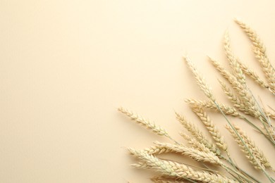 Photo of Many wheat spikes on beige background, flat lay. Space for text