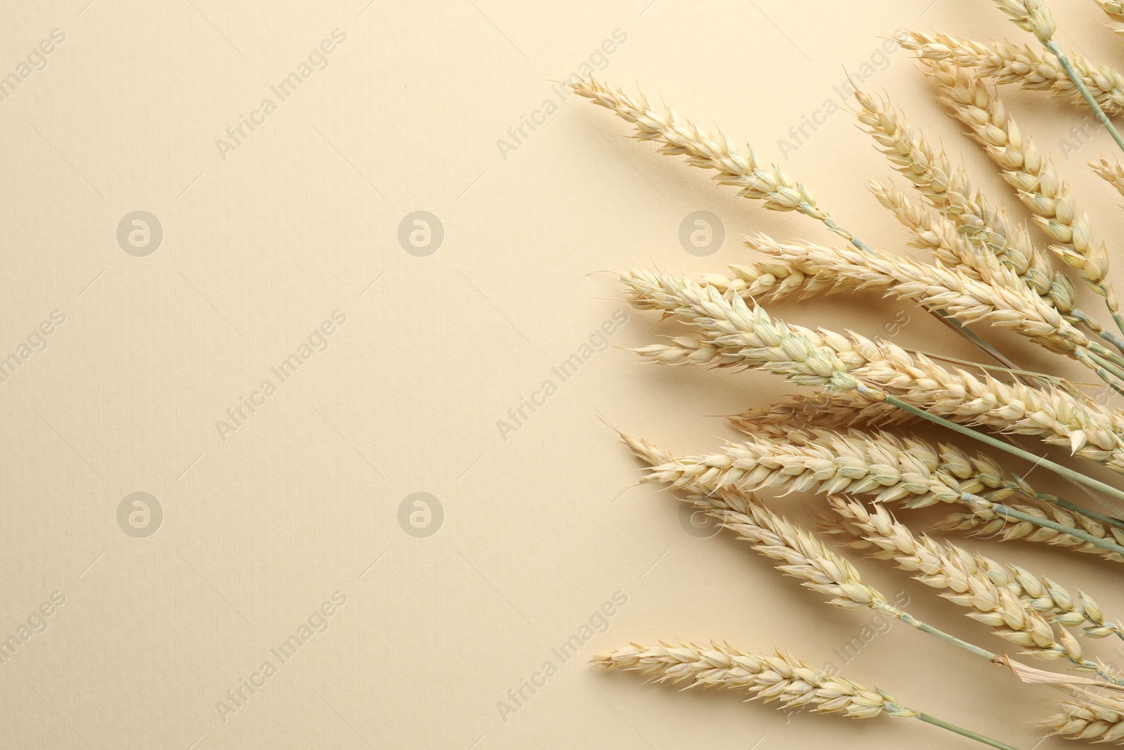 Photo of Many wheat spikes on beige background, flat lay. Space for text