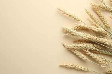Photo of Many wheat spikes on beige background, flat lay. Space for text