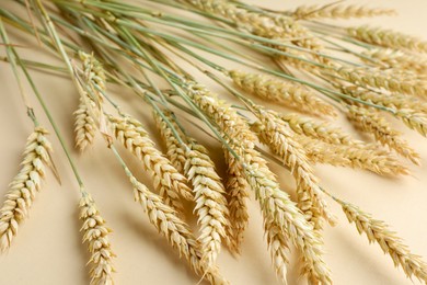 Photo of Many wheat spikes on beige background, closeup