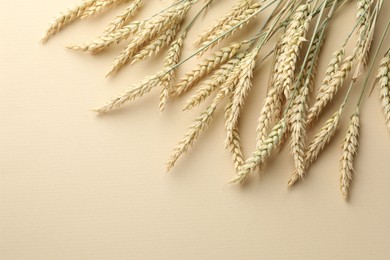 Photo of Many wheat spikes on beige background, flat lay. Space for text