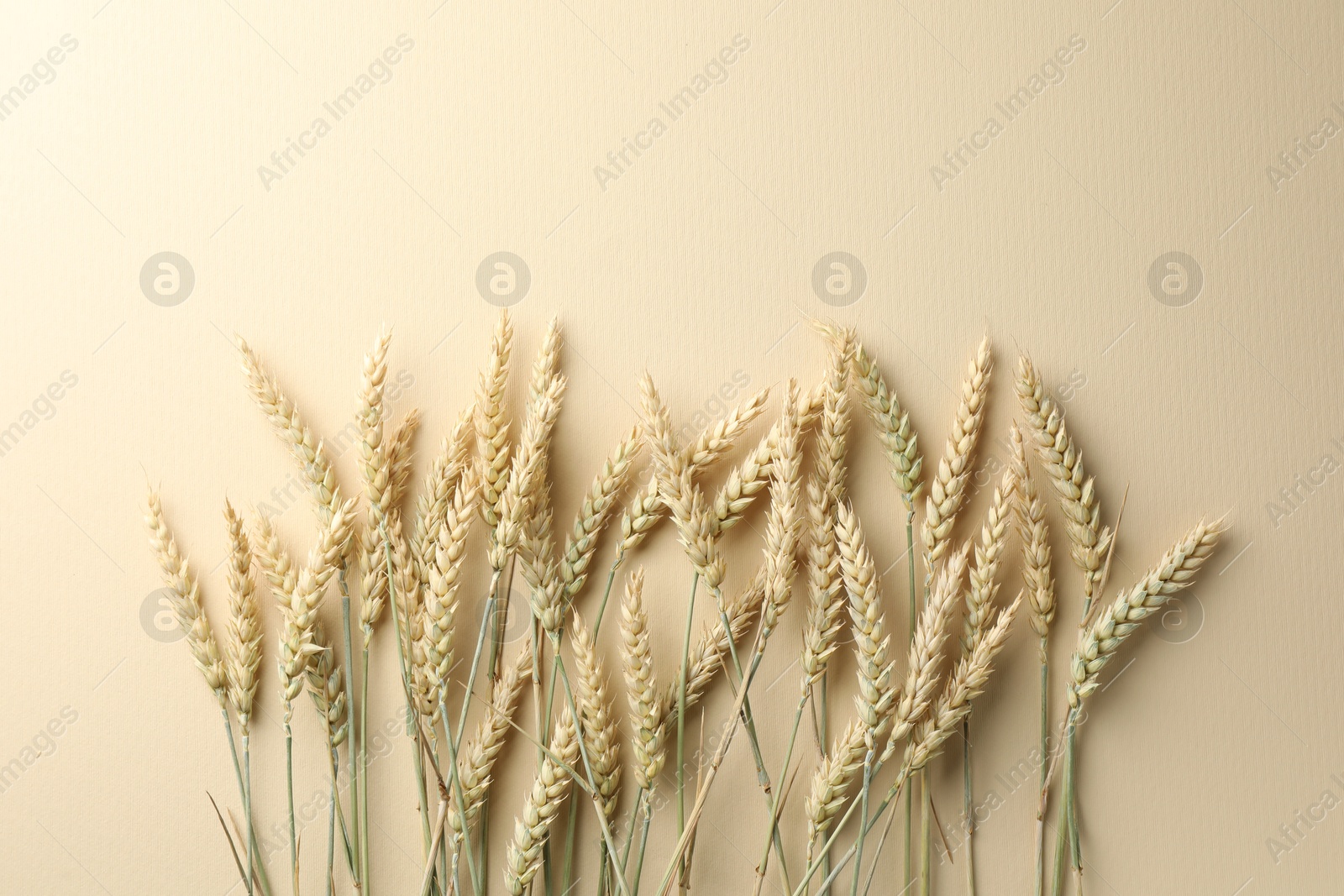 Many wheat spikes on beige background, flat lay. Space for text Photo of Many wheat spikes on beige background, flat lay. Space for text
