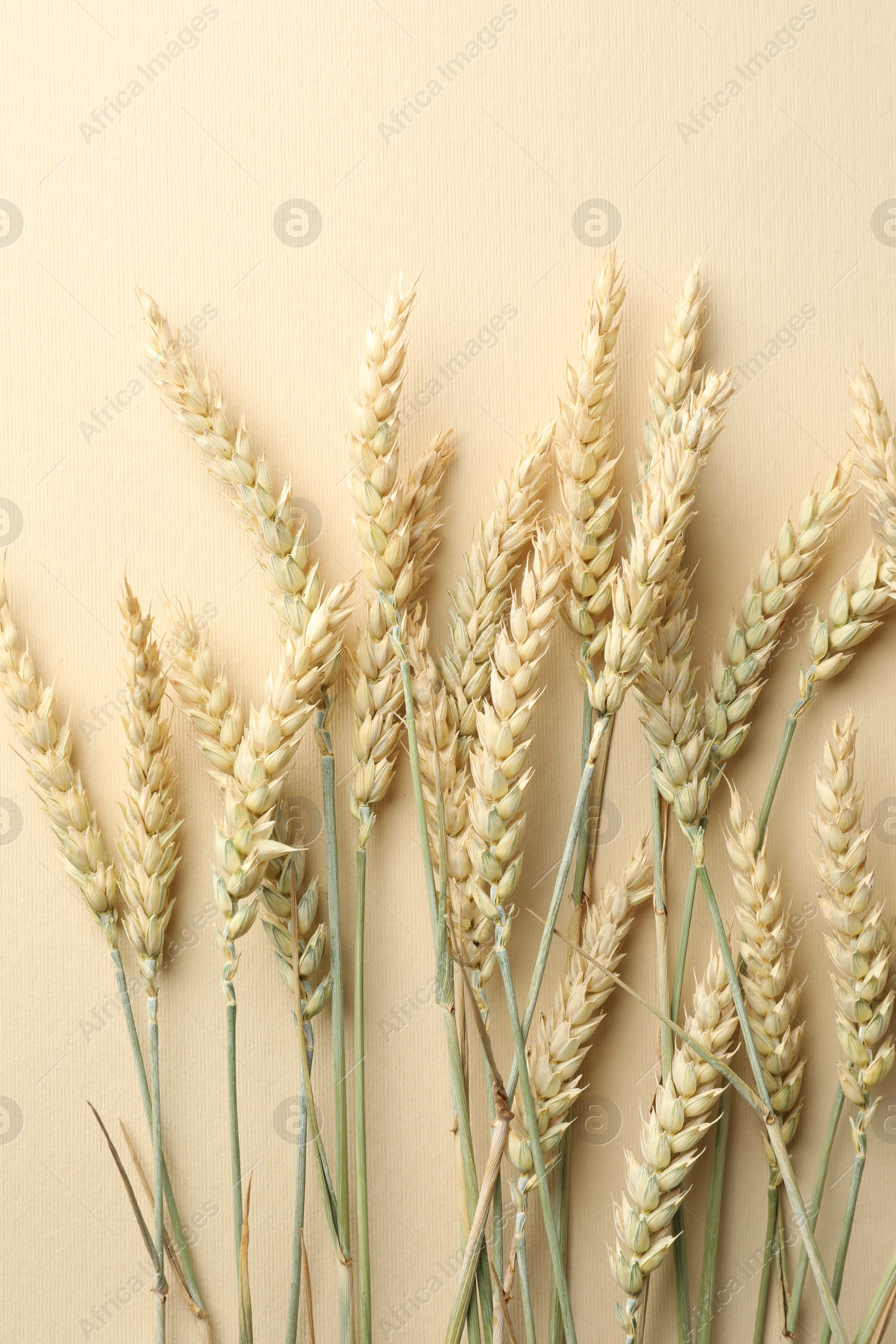 Many wheat spikes on beige background, flat lay Photo of Many wheat spikes on beige background, flat lay