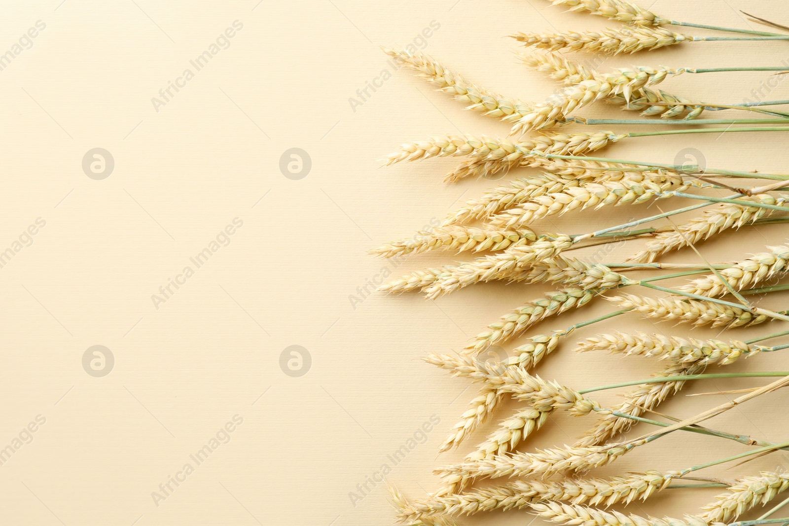 Photo of Many wheat spikes on beige background, above view. Space for text